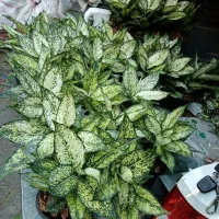 گلفروشی داداشی