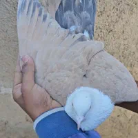 کلاغ هفت رنگ