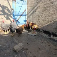 مرغ و خروس
