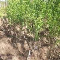 نهال بادام وطن