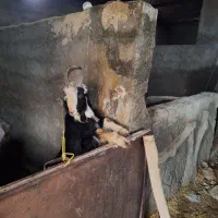 بزغاله دوبری شاخ انبر و بزغاله ماده پاکستانی|حیوانات مزرعه|مبارکه, |دیوار