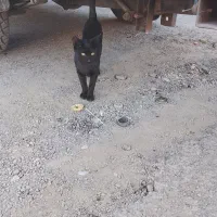 گربه