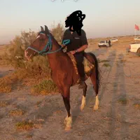 اسب نریون 4قلم سفید پیشونی سفید