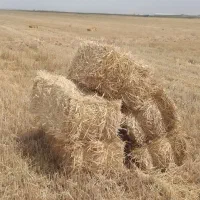 اذوقه دام پخل