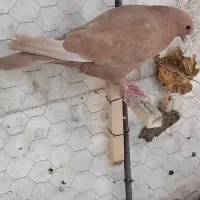 ماده زرد کرمانی سوسکی