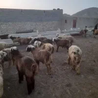 بره چاق قصابی