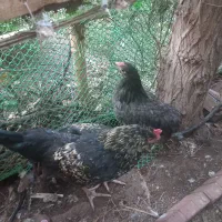 مرغ و خروس آیسبار|حیوانات مزرعه|تهران, عباس‌آباد|دیوار