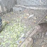 تعویض پرنده خانگی با سهره نر|پرنده|باغ بهادران, |دیوار