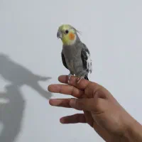 عروس هلندی نر