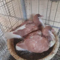 جوجه خوش رنگ پرتقالی