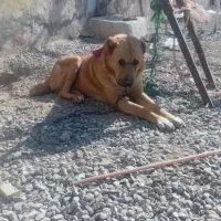 سگ خراسانی اصیل