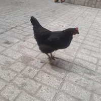 ۳ عدد مرغ تخم گذار جوان