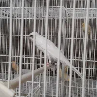 قناری ماده سفیدسوپری