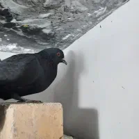 ماده زاغ چشم آتشی|پرنده|زرند, |دیوار