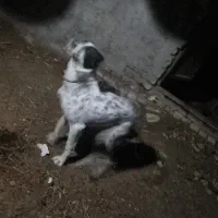 دو عدد سگ سراب و افغان