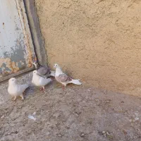 دو جفت کفتر پرشی