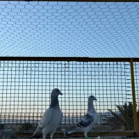 نر سبز و ماده شامی مگس