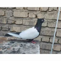کفتر کبوتر ماده|پرنده|شیراز, شهرک پرواز|دیوار