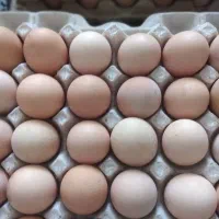 تخم نطفه دار گلپایگانی و بوقلمون|حیوانات مزرعه|مشهد, شهید رضوی|دیوار