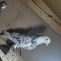 کبوتر گرفتنی