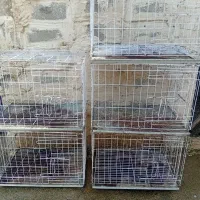 قفس جفت کن معاوضه با کله ای