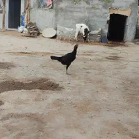 چهار عدد مرغ لاری