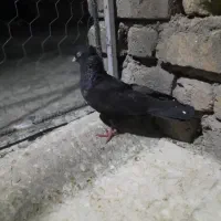 کبوتر ماده سیاه زاغ