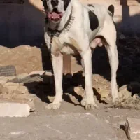 خراسانی هیکل