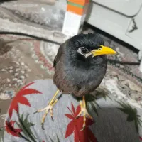 مرغ مینادستی ومرغ عشق وفنچ|پرنده|دوگنبدان, |دیوار