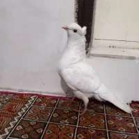 ۵ عدد کفتر زاغ المانی، طوقی الماسی، خال شصتی|پرنده|مشهد, قائم|دیوار