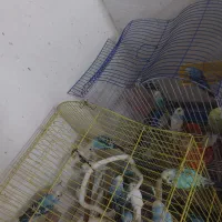 مرغ عشق جفتی۳۰۰|پرنده|رشت, پاره بیجار|دیوار