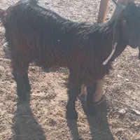 دوعددکهرهنربفروشمیرسدمشتریواقعیتماسبگیرد|حیوانات مزرعه|فاریاب, |دیوار