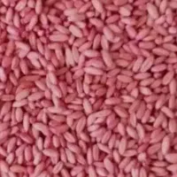 فروش گندم بذری دیم