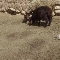 میش بره