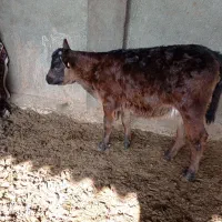 گوساله ماده|حیوانات مزرعه|مشهد, فرخد|دیوار