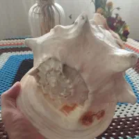 بزرگترین صدف با کیفیت در ایران