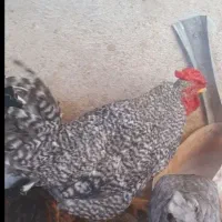 خروس خانگی ۴۰تاج