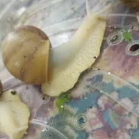 حلزون اچاتینا|آرایشی، بهداشتی، درمانی|تهران, جوادیه|دیوار