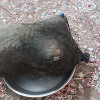 هیزه نهصد هزار تومان