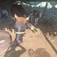 گاو گوساله نرسوزنی هلشتاین|حیوانات مزرعه|میناب, |دیوار