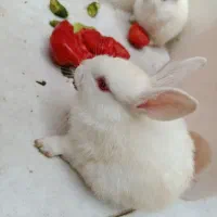 خر گوش|موش و خرگوش|بندر ماهشهر, |دیوار