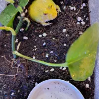 خانگی دوست داشتنی