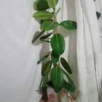 این گل بفروشد میرسد