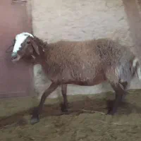 قوچ افشاری و بره|حیوانات مزرعه|ابرکوه, |دیوار