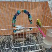 مرغ  عشق|پرنده|مشهد, حسین‌آباد|دیوار