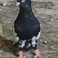 سینه سیاه تمیز یه جفت نوک سفید .وجفت.کله دم سیاه|پرنده|کرخه, |دیوار