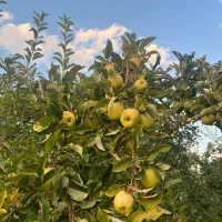 سیب آبداروخوشمزه ارسال نیم ساعته به سراسرکرمانشاه