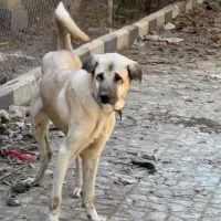 سگ عراقی کردی پژدر|سگ|تهران, صادقیه|دیوار