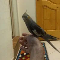 عروس هلندی