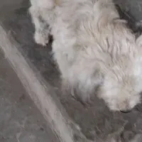 سگ تریر واگذاری|سگ|لاهیجان, لاشیدان|دیوار